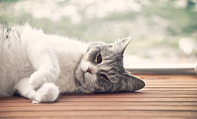 说谎的猫图片