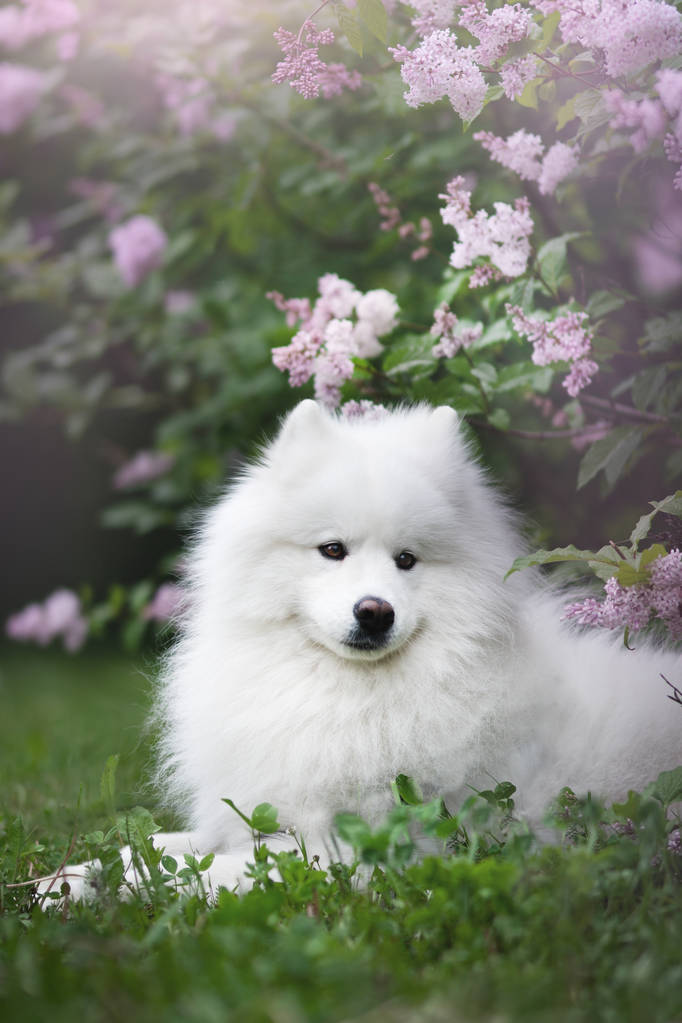 白色萨莫耶德户外图片