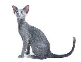 灰色东方猫