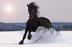 friesian 马图片