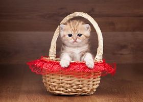 小金黄英国小猫与木质纹理在表上晒太阳