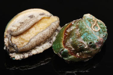 在白色背景上的原料鮑魚圖片