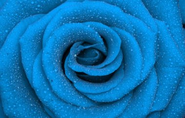 Rose圖片