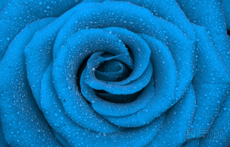 Rose圖片