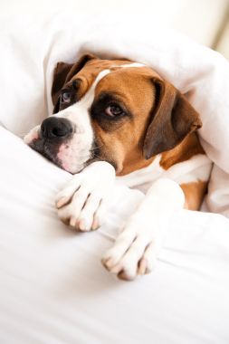 拳師狗睡在主人的床上的床單照片