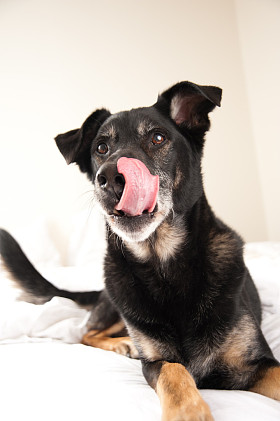 黑犬舔扒在床上图片