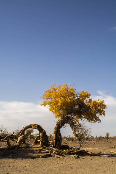 中國(guó)沙漠中黃葉樹(shù)