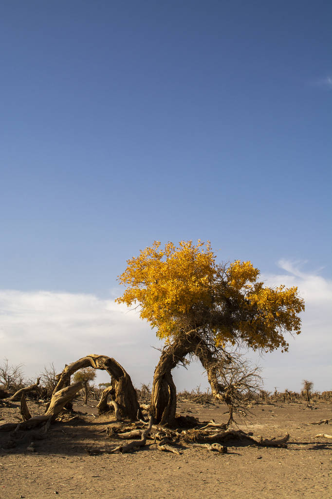 中国沙漠中黄叶树