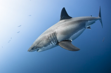大白鯊圖片