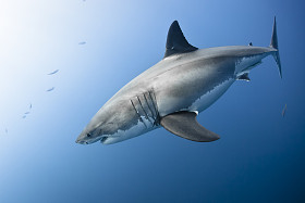 大白鲨图片