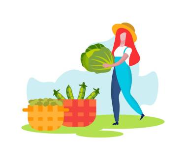 女農(nóng)民把白菜帶到籃子里，收獲