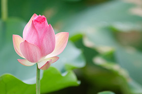 莲花照片