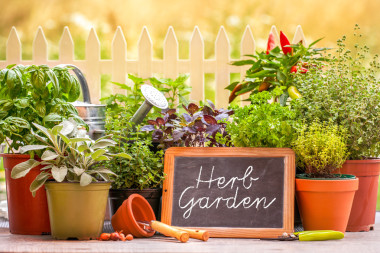 草本 garten圖片