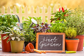 草本 garten图片