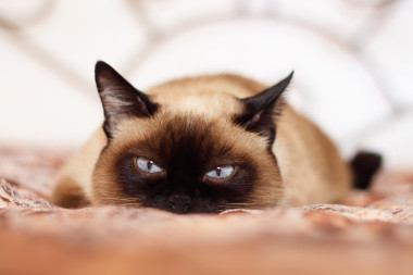 暹羅貓光背景上圖片