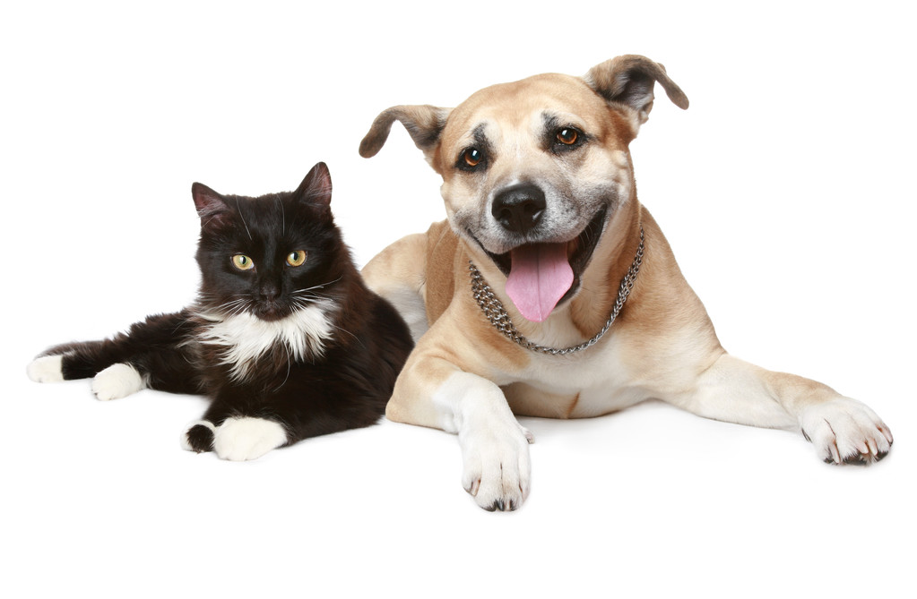 猫与狗的特写肖像图片