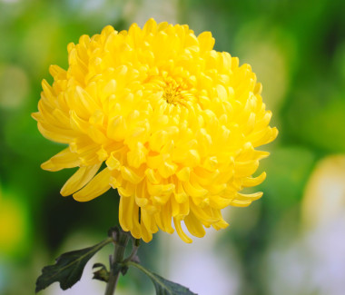 黃秋菊在花園里圖片