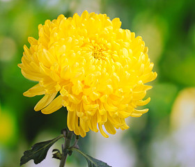 黄秋菊在花园里图片