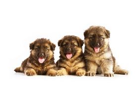三个德国牧羊犬幼犬图片