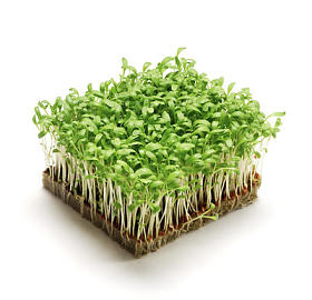 马齿苋的修补程序图片