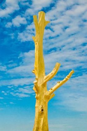 孤立在蓝蓝的天空背景上的金死树