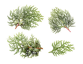 松树的叶子图片