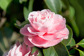 茶花
