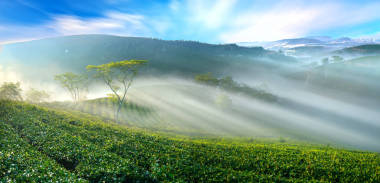 茶園晨霧在高地大叻，越南。這個(gè)茶園已有一百多年的歷史，是該地區(qū)最大的茶葉供應(yīng)地，并出口茶葉