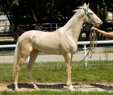 阿哈尔公交马的肖像