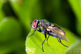 红红的眼睛图片