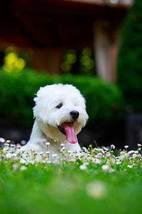 西部高地梗图片