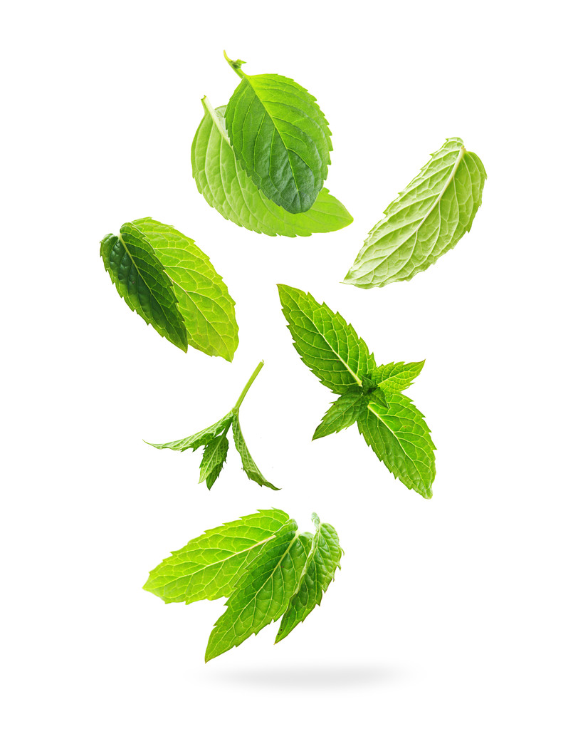 绿色薄荷叶