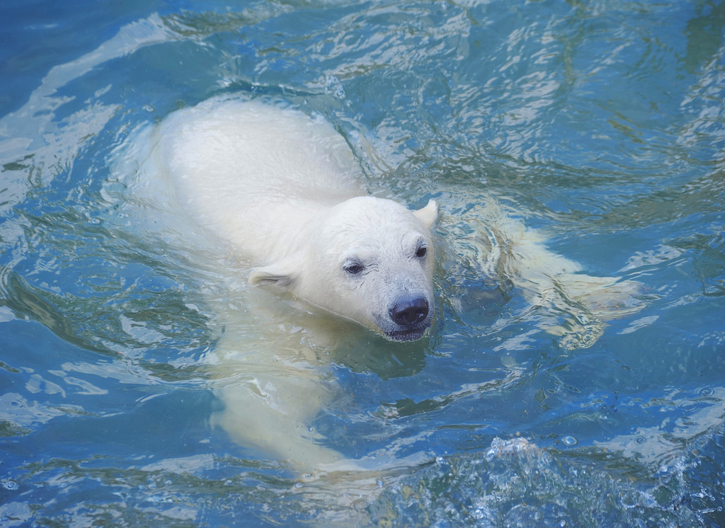 小小白色北极熊在水中游泳图片