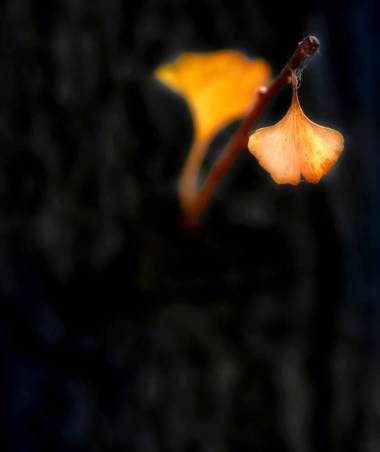 树上的秋天叶子