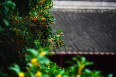 綠色的銀杏葉不黃