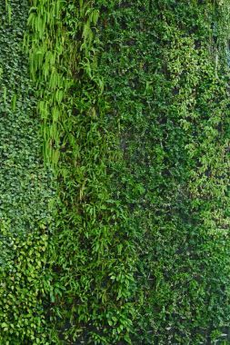 垂直花園天然綠色葉紋理