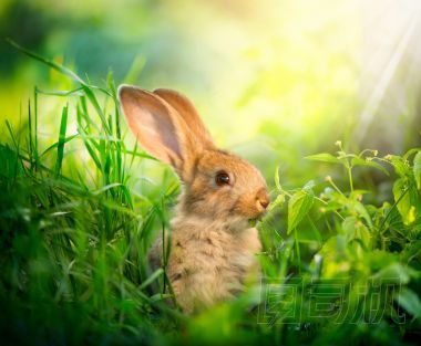 兔。可愛的小復(fù)活節(jié)兔子在草地上的藝術(shù)設(shè)計