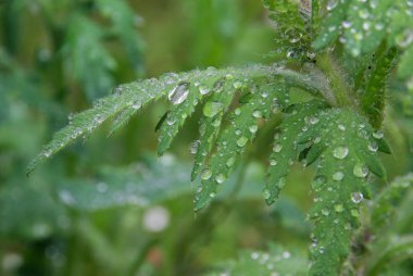 mohnblatter 纳斯-湿叶从罂粟 07