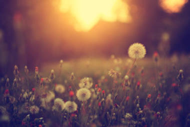 蒲公英場日落的老式照片圖片