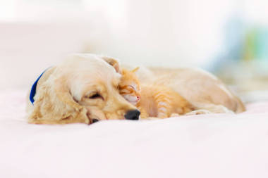 猫和狗睡觉。小狗和小猫睡觉