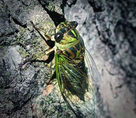 蝉的 bug图片