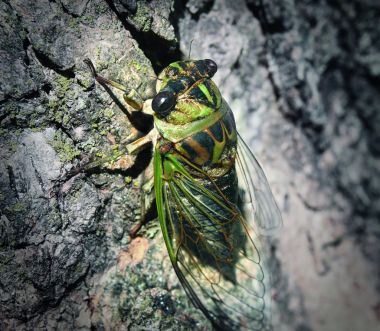 蝉的 bug图片