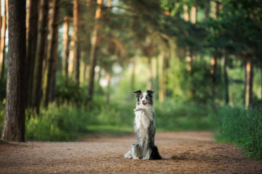 公園里聽話的狗。大理石邊境科利。與寵物一起散步