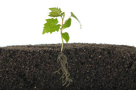 成熟的葡萄关门 图片