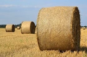 圆秸杆捆上收获的字段图片