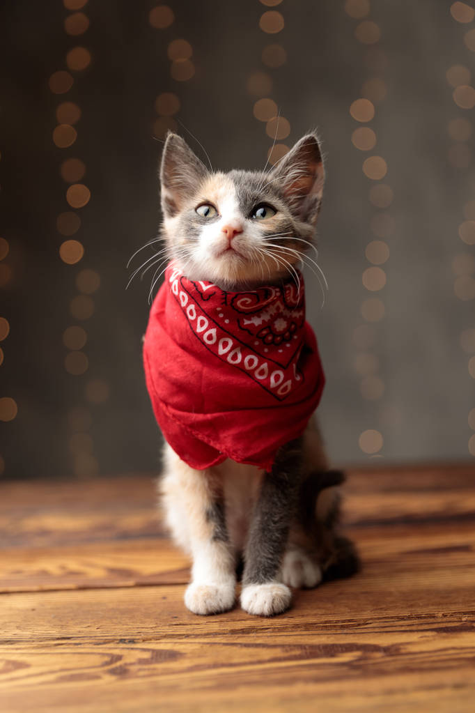 梅迪丝猫与红色班达纳坐,抬头看 梅迪丝猫与红色班达纳坐,抬头看