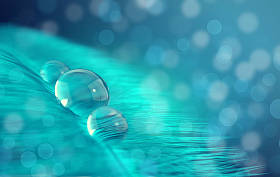 鸟羽毛与透明水滴在模糊的宏 