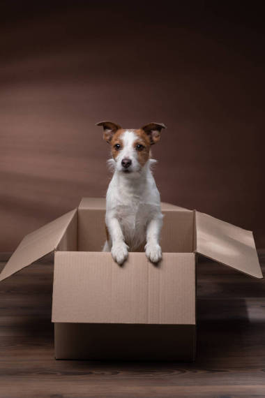 狗在一個盒子里。移動。寵物在家。有趣的杰克魯塞爾獵犬。郵件、包裹、禮