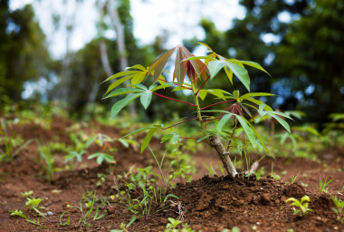 木薯 （木薯）、 java、 印度尼西