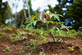 木薯 （木薯）、 java、 印度尼西